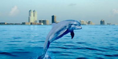 Dolphin Tours in Port Aransas | 1 Hour Trip