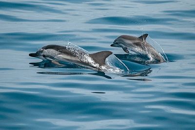 Wilmington & Wrightsville Beach Boat Cruises | 4 Hour Cruise