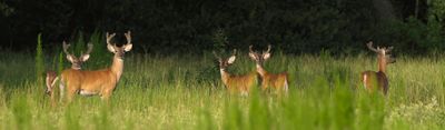 Maine Hunting Outfitters | 8 Hour Hunting Trip 