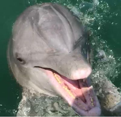 Dolphin Tours in Key West