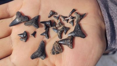 SHARKTOOTH AND FOSSIL HUNTING IN SAVANNAH, GEORGIA