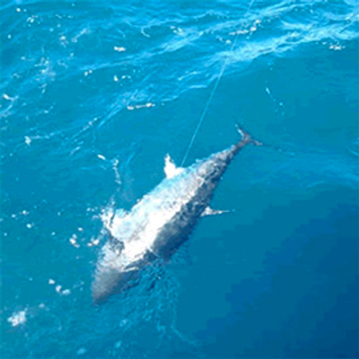 Montauk Fishing Charters - Tuna Fishing