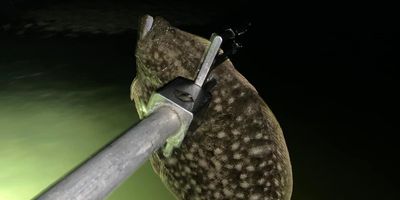 6 HR Flounder Gigging Adventure