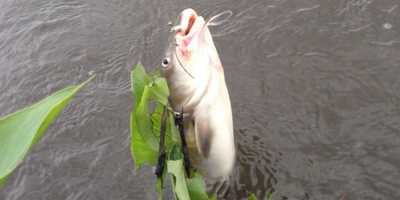 3-4 HR Catfish & White Perch Fishing Trip