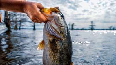 Fishing Frenzy: Exploring Missouri's Lake of the Ozarks