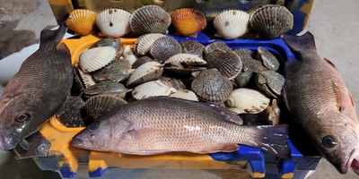 Crystal River Scalloping | Scalloping and Snorkeling Adventure for 4 Hours!