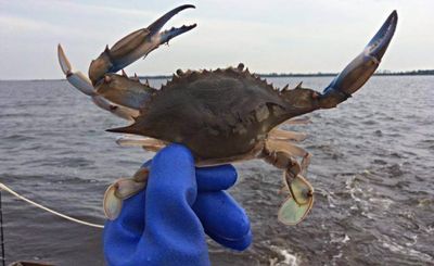 Manns Harbor, NC 2 hour Crabbing and Shrimping Trip (AM)