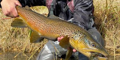 Full-Day Weber River Fishing Trip For 2 Anglers