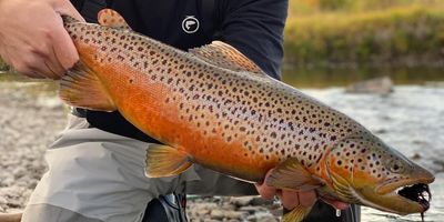 Whole Day Fishing Adventure in Weber River