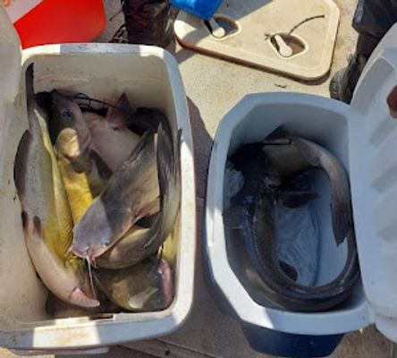 Channel Catfish Trip