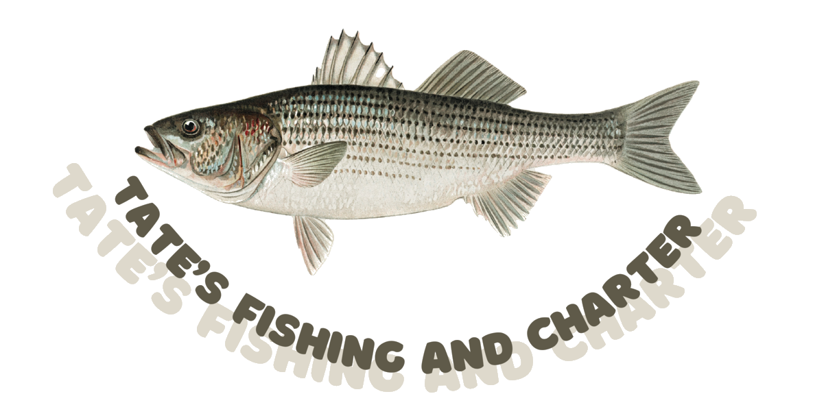 Catch Your Next Striped Bass on our Fishing Charters!