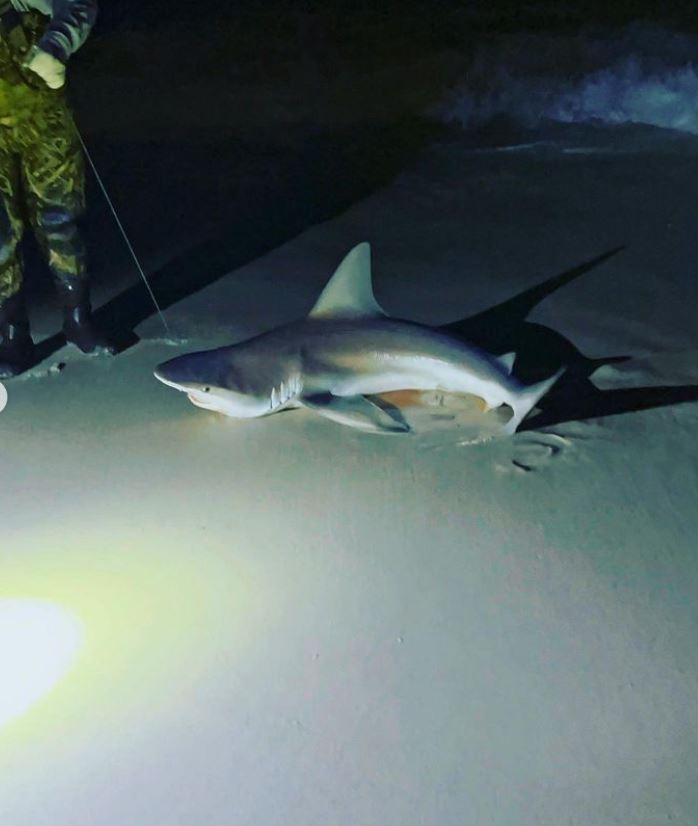 Sandbar shark fishing at Panama City Beach