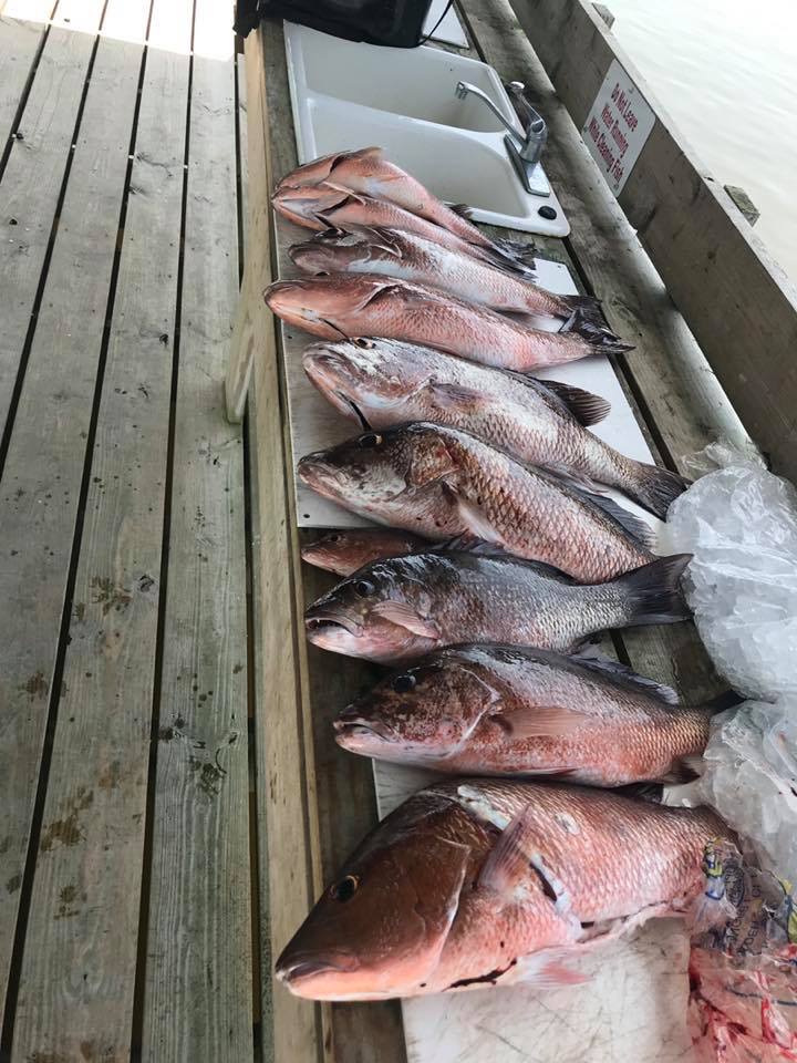 4 fish caught in LA, fishing adventure