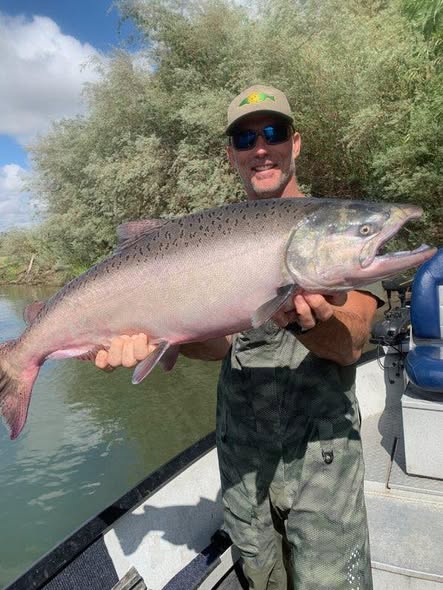 Large Chinook salmon being held on fishing boat in Anderson CA