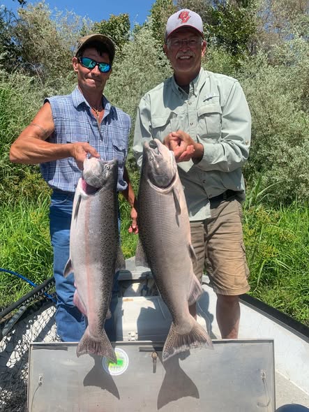 Two large salmon caught fishing in Anderson CA - Coho and Chinook salmon displayed on boat