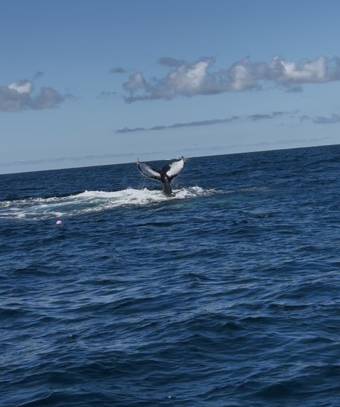 Humpback whale tail fluke breaking ocean surface near New Bedford MA