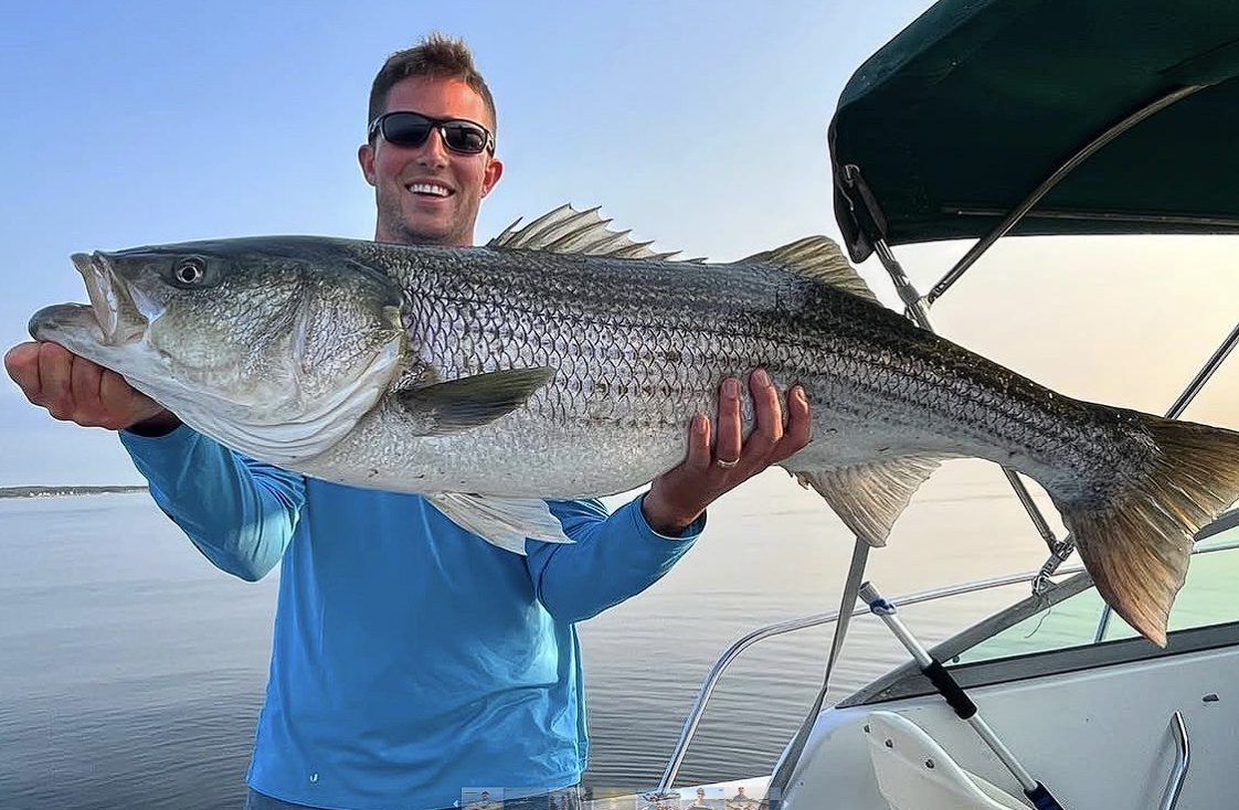 Large striped bass catch displayed on fishing boat in New Bedford MA