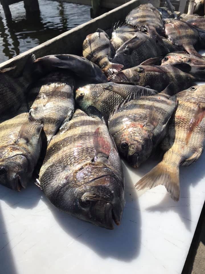 Two sheepshead fish caught in Biloxi