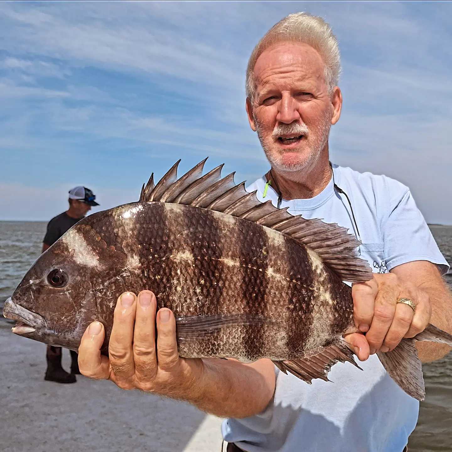 Freshly caught sheepshead fish being held during fishing tour in Wanchese NC