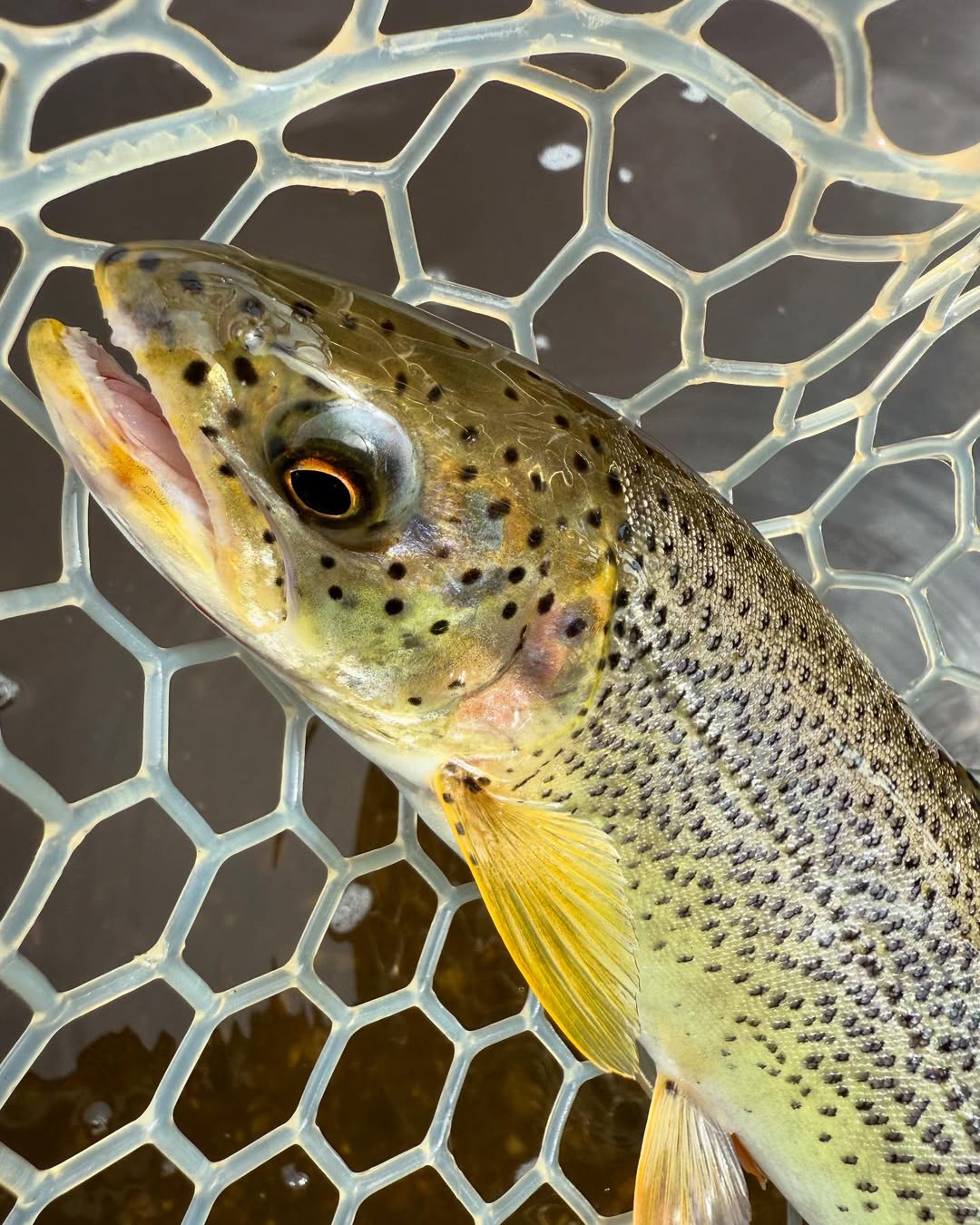 Cutthroat trout caught in fishing net in Gig Harbor Washington