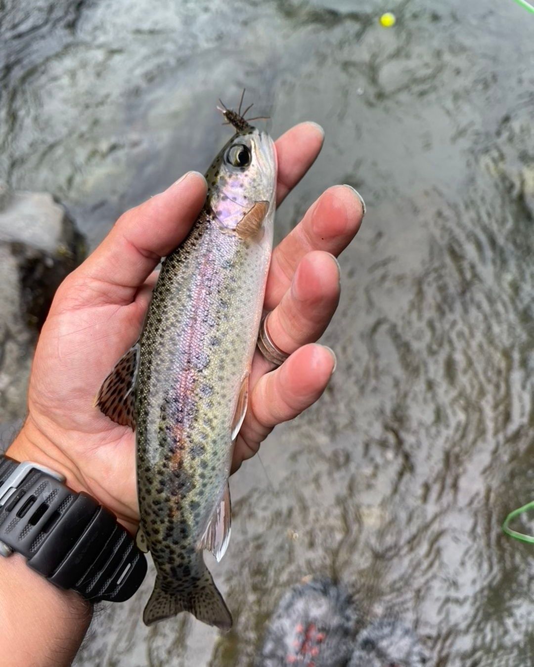 Rainbow trout caught in Gig Harbor Washington with fishing fly in mouth