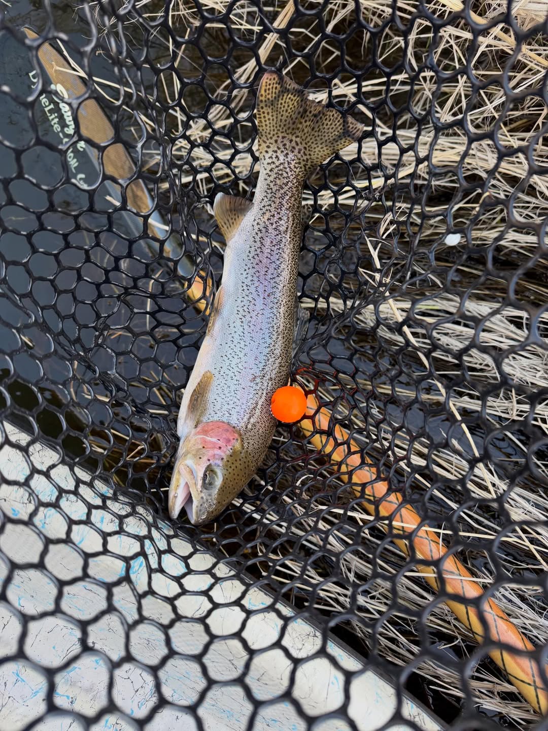 Rainbow trout caught in fishing net in Gig Harbor Washington