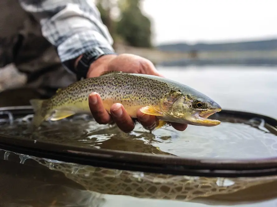 Fly fishing guide and angler wading in Puget Sound waters targeting sea run cutthroat trout