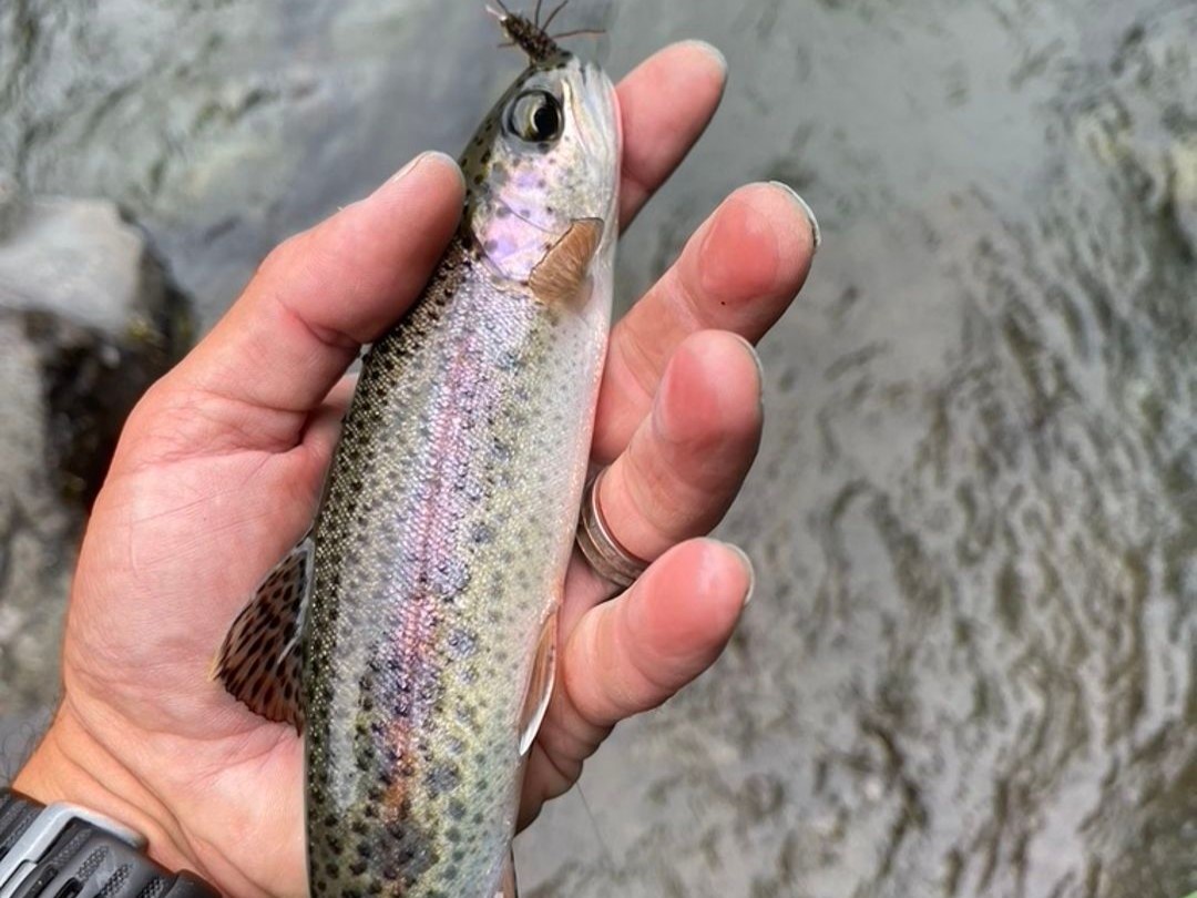 Summer steelhead fly fishing guide with angler on Olympic Peninsula river in Washington