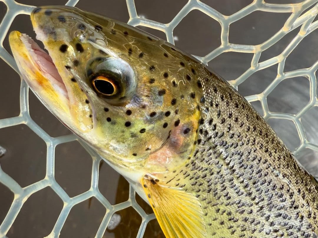 Fly fishing guide with angler on Snoqualmie River targeting trout in Western Cascades