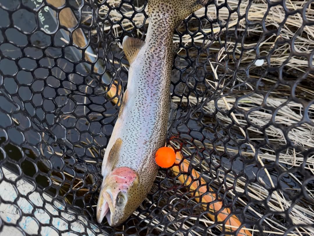 Alpine lake fly fishing in Pacific Northwest mountains with rainbow and cutthroat trout
