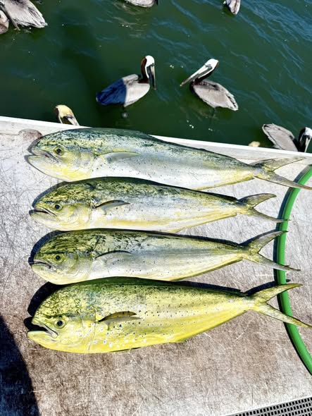 Four fresh caught mahi mahi fish laid out on dock in Jensen Beach Florida with pelicans swimming in background