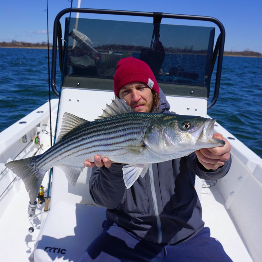 A lone striped bass caught in Brooklyn