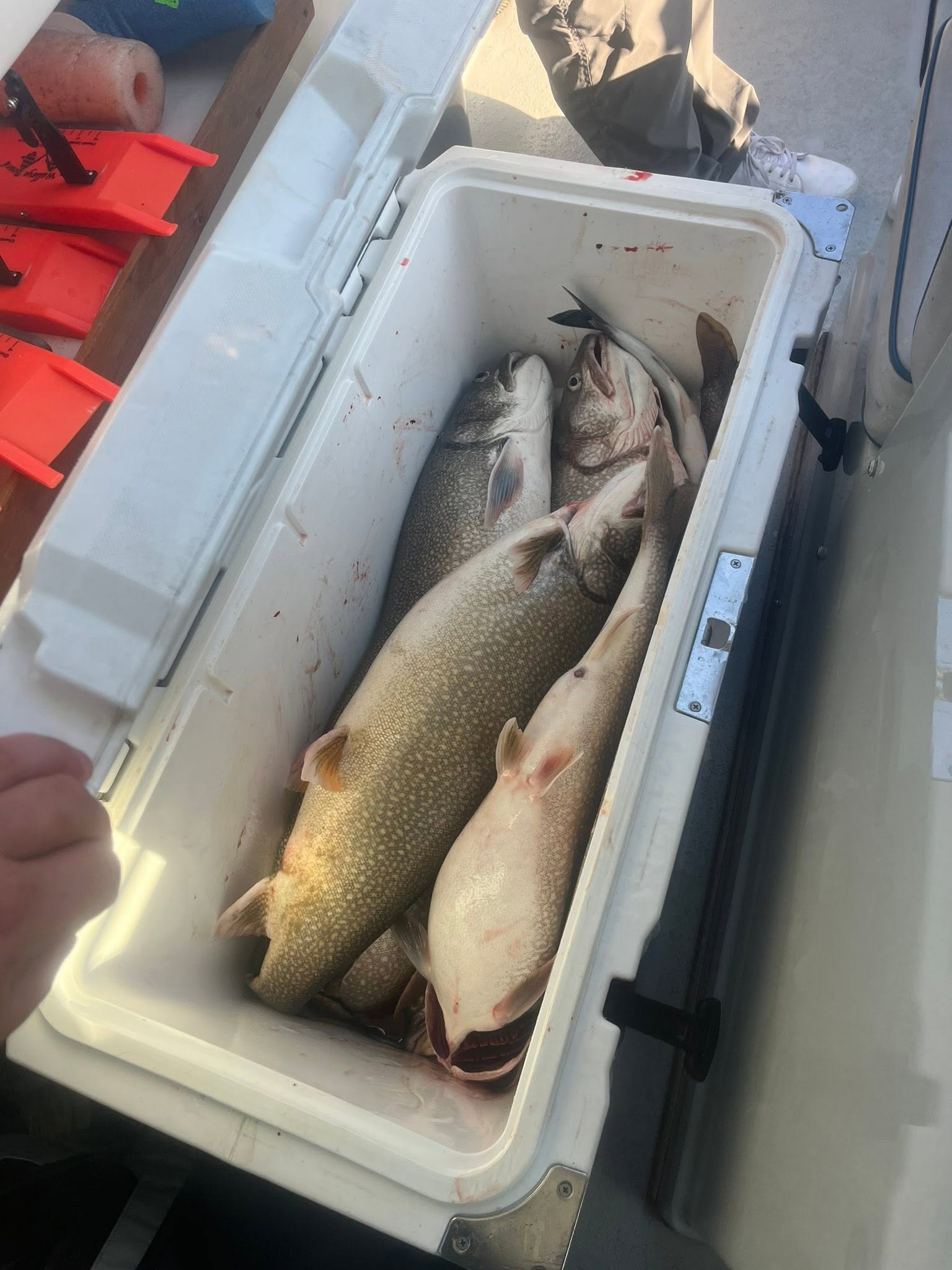 Lake trout fishing catch in cooler on boat in Muskegon MI