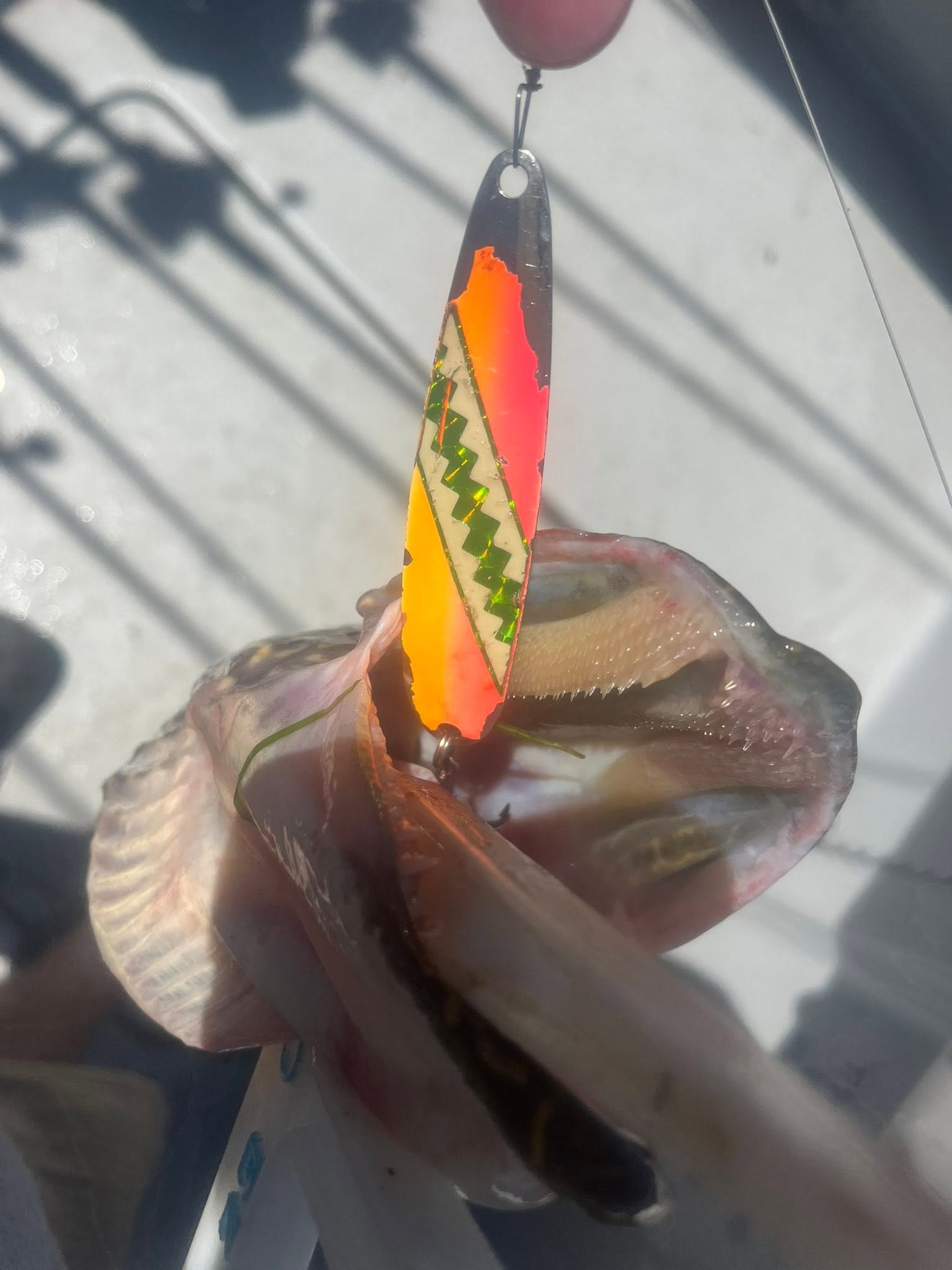 Fish caught on colorful fishing lure in Muskegon MI