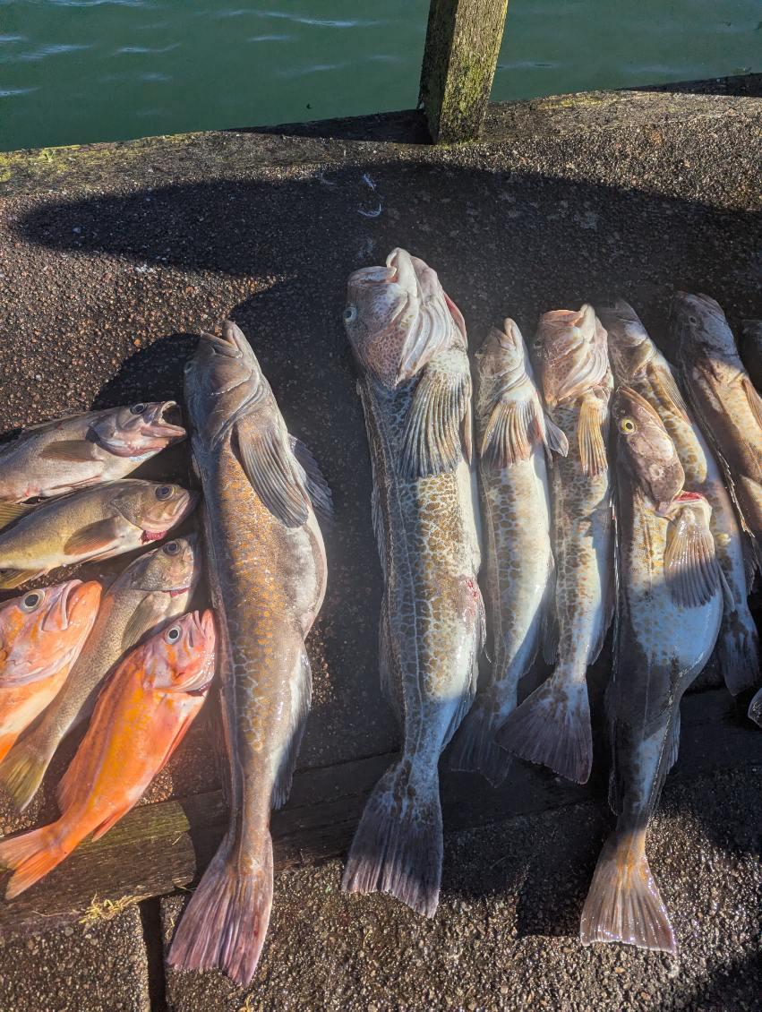 Fresh caught vermilion rockfish and lingcod displayed on dock in Roseburg Oregon