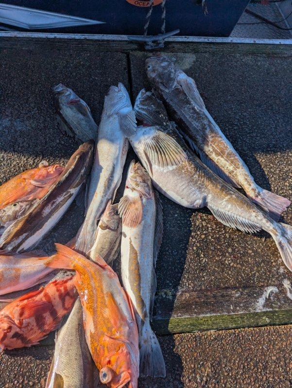 Fresh caught fish including Vermilion Rockfish displayed on dock in Roseburg OR