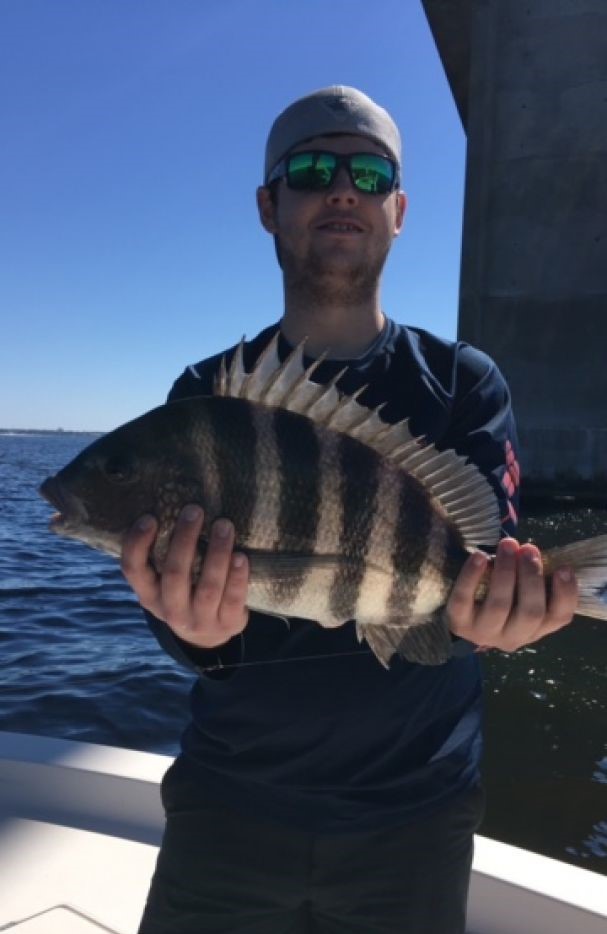 Sheepshead fish caught while fishing in Santa Rosa Beach