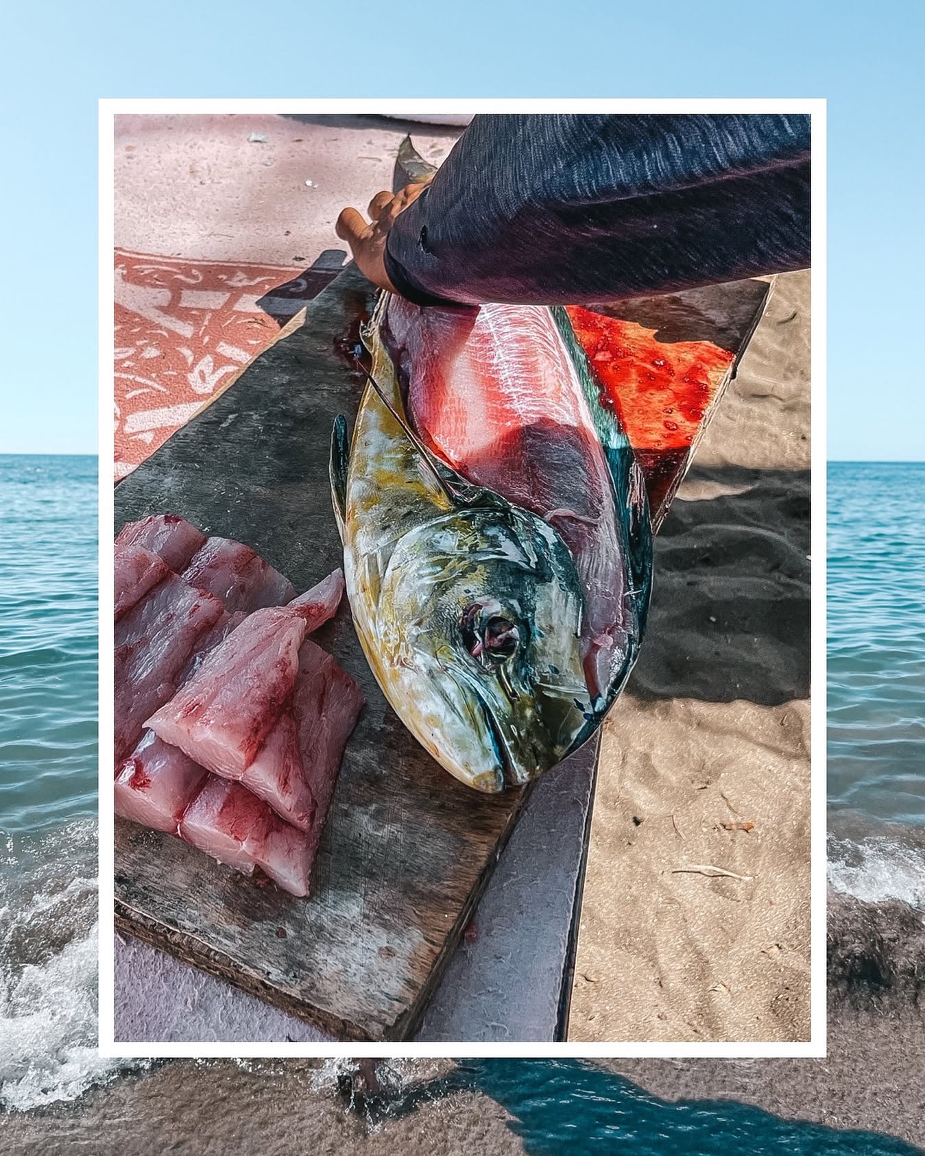 Fresh caught Mahi Mahi being filleted on cutting board in Lahaina Hawaii