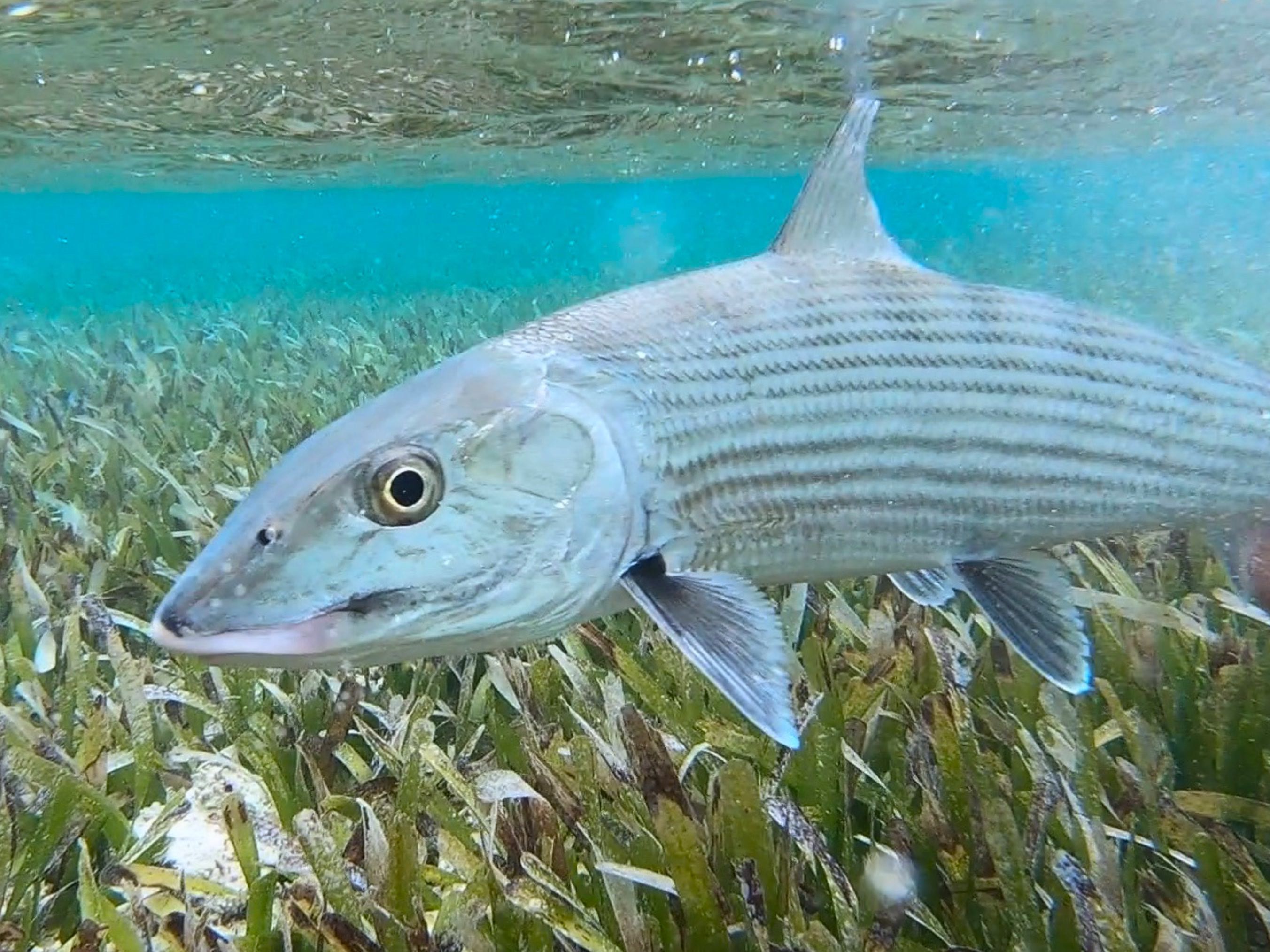 Bonefish swimming over seagrass flats in Tavernier Florida waters