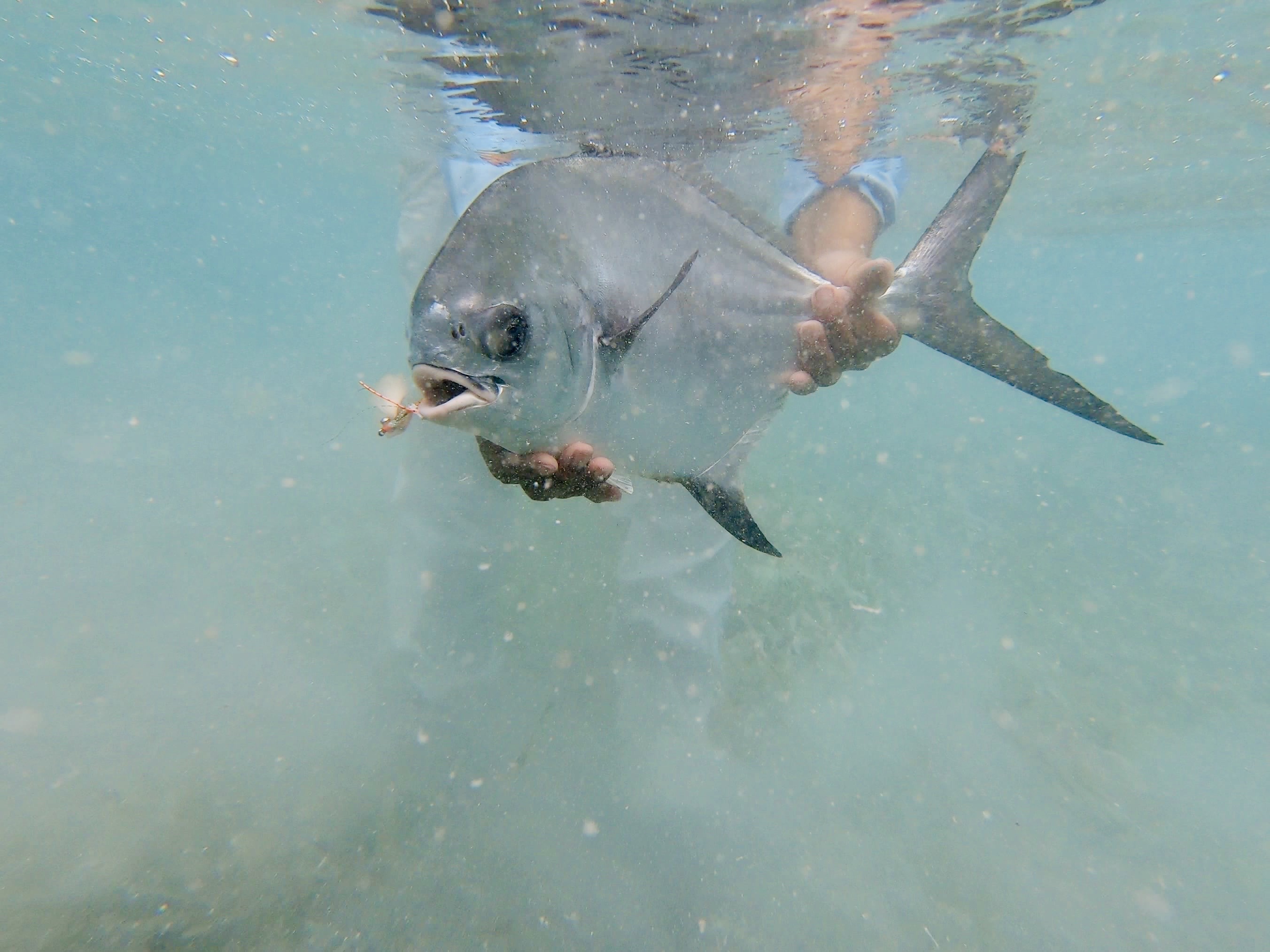Large permit fish being held underwater in clear water near Tavernier Florida