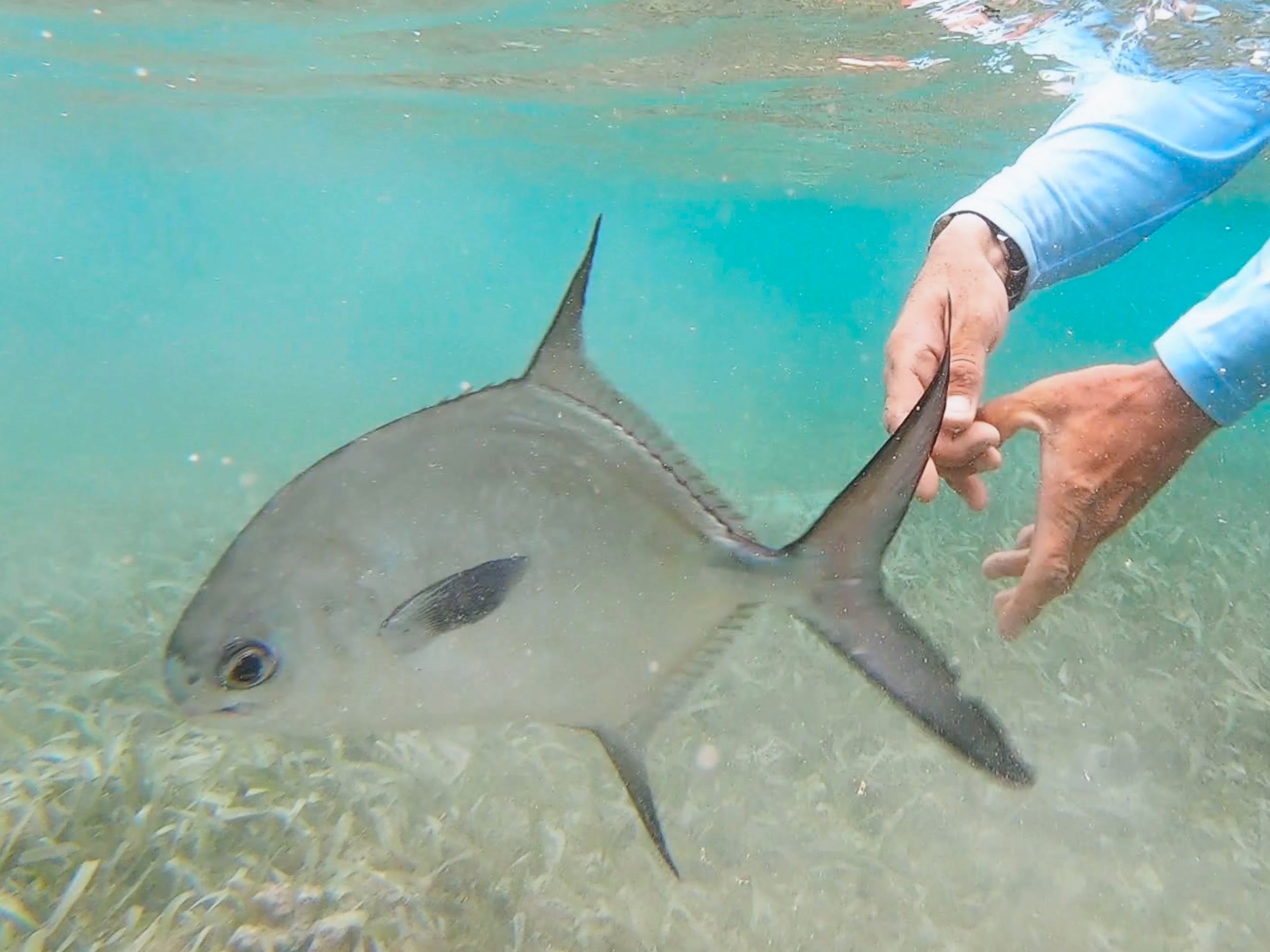 Permit fish being released in shallow water near Tavernier FL