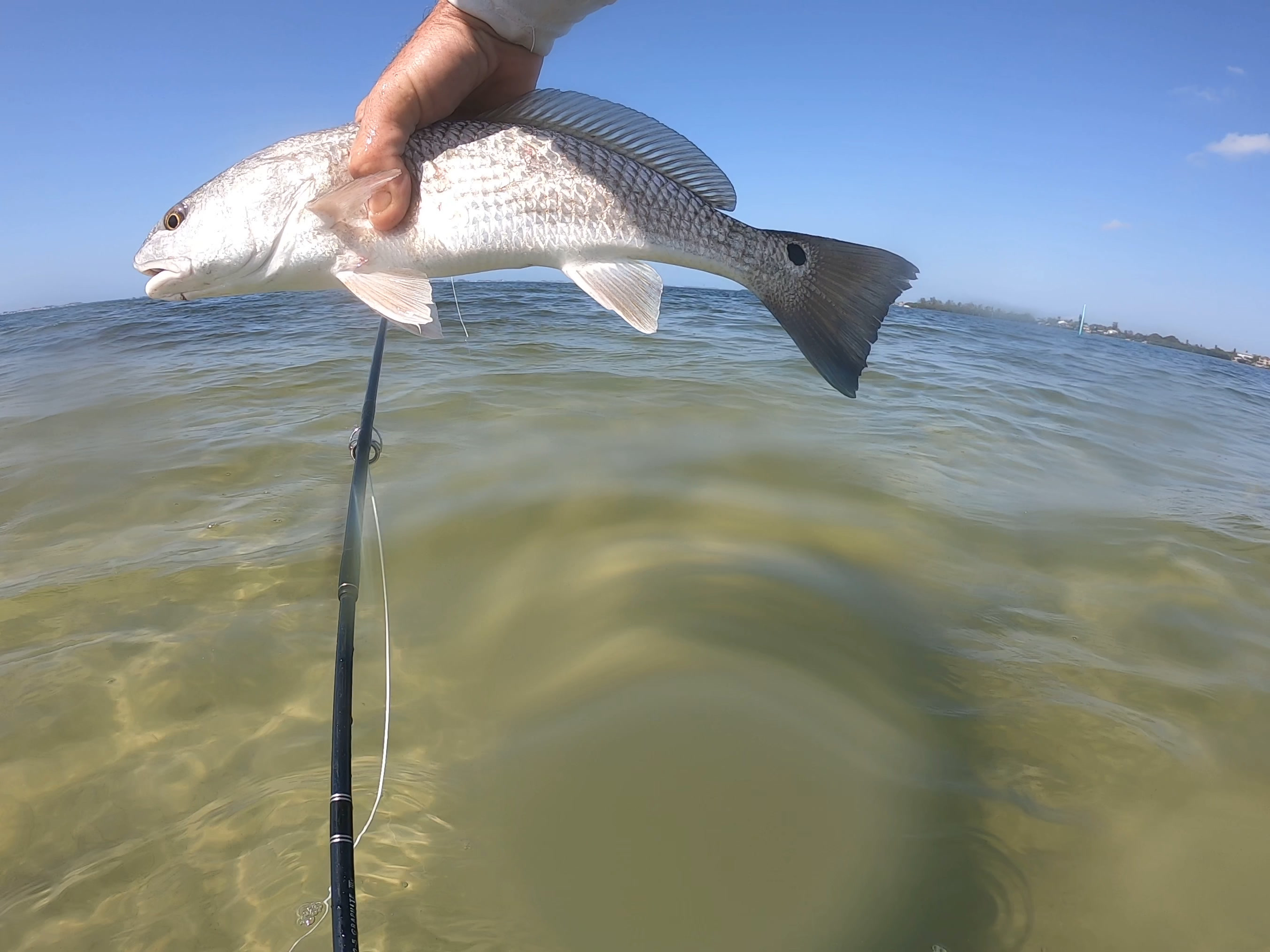 Redfish caught while fishing in Tavernier FL waters