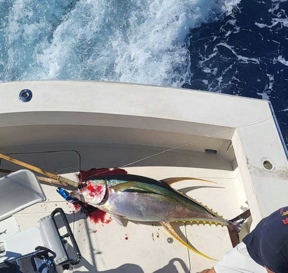 Yellowfin tuna caught during deep sea fishing trip in Kailua-Kona Hawaii