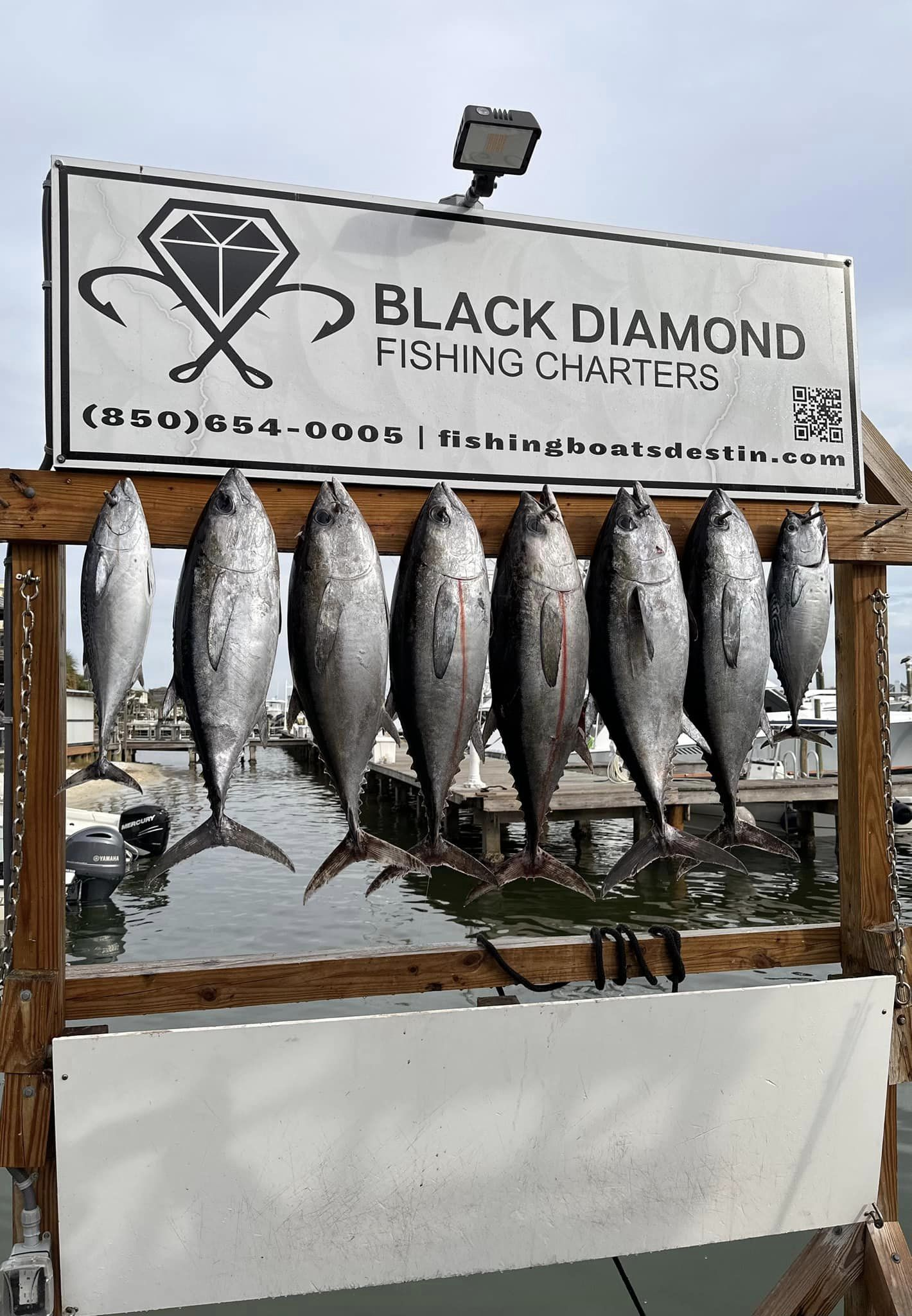 8 little tunny, king mackerel, and blackfin tuna fish in Destin, Florida