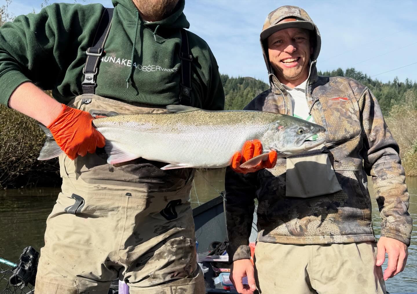 Freshly caught Coho salmon being held after successful fishing trip in Port Orford Oregon