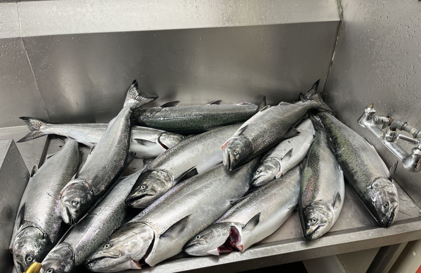 9 Chinook Salmon in Montague