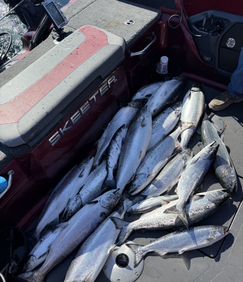 Three Great Barracuda fish caught in MI