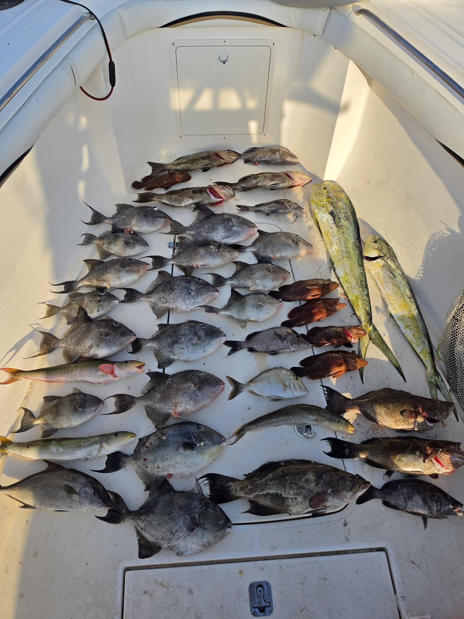 Mixed catch of gag grouper, mahi mahi, grey triggerfish, and scamp grouper spread across boat deck at Oak Island NC