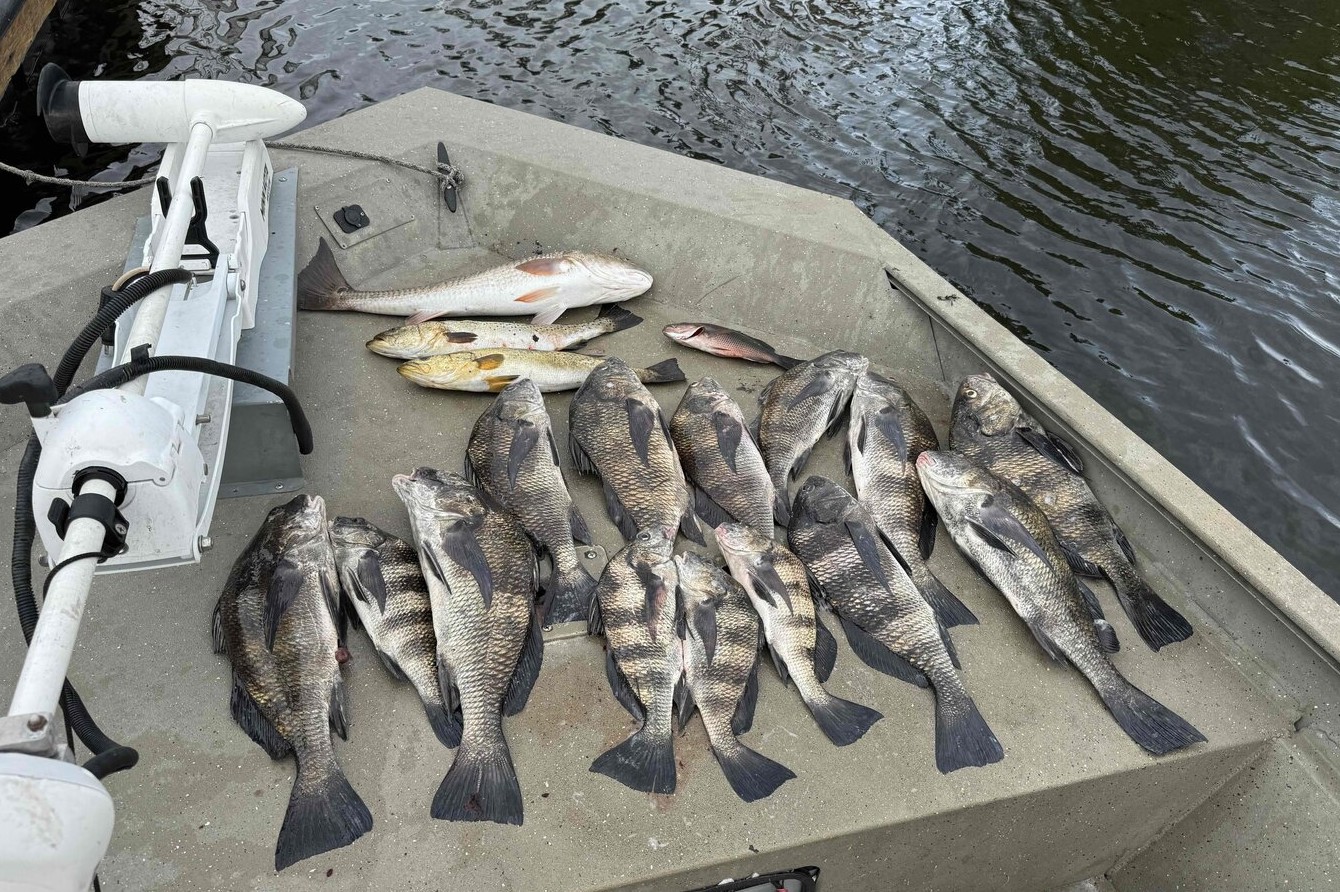 Fresh caught black drum, sheepshead, and redfish displayed on boat deck in Spring Hill FL