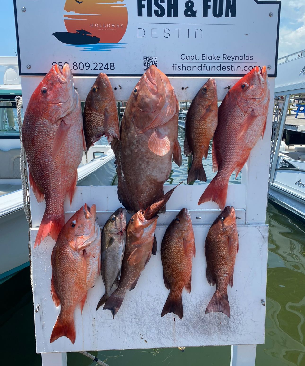 8 grey snapper and gag grouper fish caught in destin